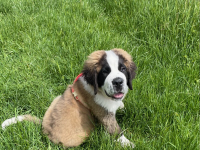 Bailey renommer Babette
