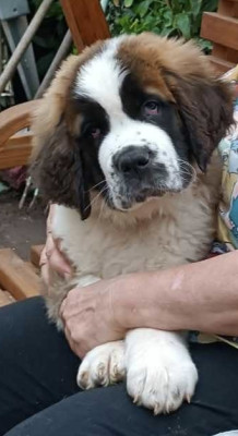 Bella